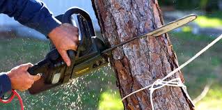 Best Commercial Tree Services  in Hancock, MD
