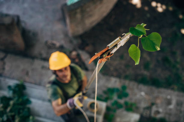 Best Tree Maintenance Programs  in Hancock, MD
