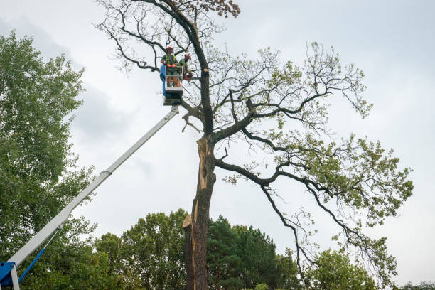 Best Tree Preservation Services  in Hancock, MD