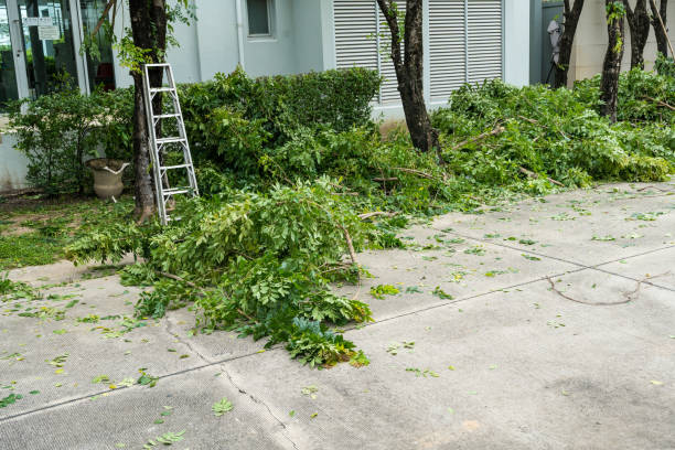 Best Tree Trimming and Pruning  in Hancock, MD