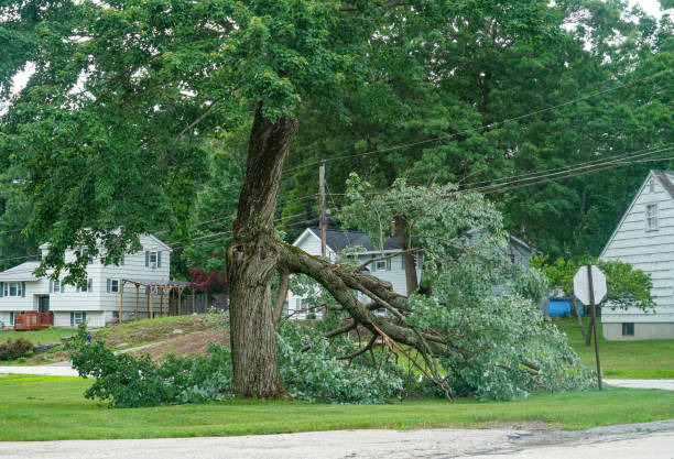 Best Lot and Land Clearing  in Hancock, MD