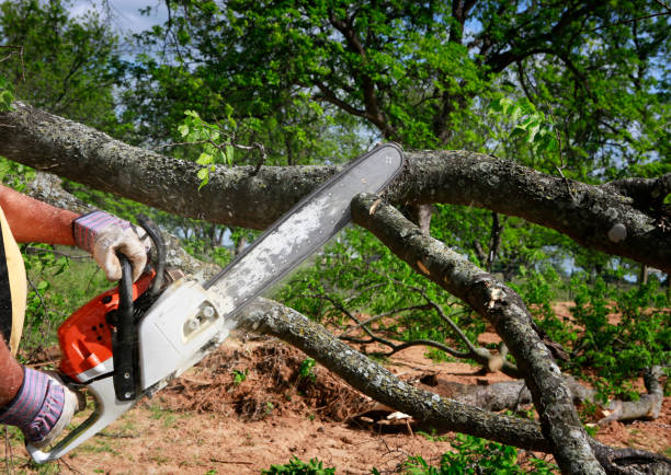 Best Tree Health Inspection  in Hancock, MD
